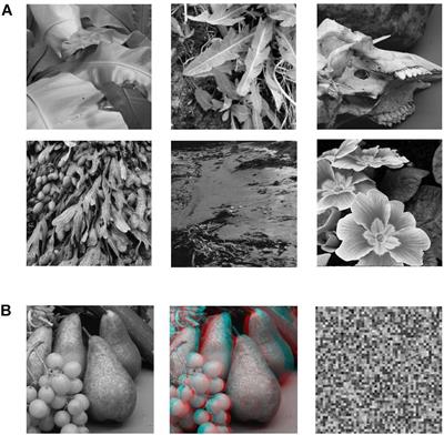 Identifying Cortical Substrates Underlying the Phenomenology of Stereopsis and Realness: A Pilot fMRI Study